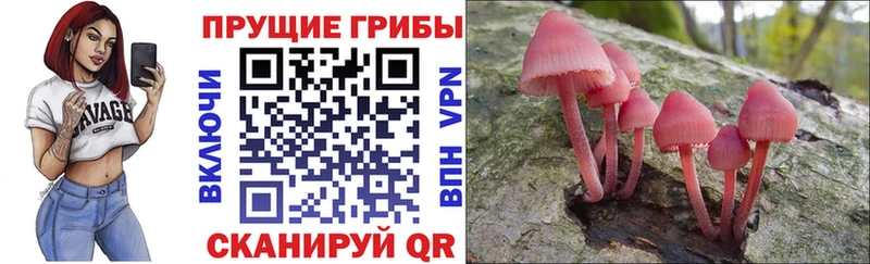 Псилоцибиновые грибы Cubensis  Купить закладки  Кирсанов 